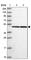 Ribosomal Protein S6 Kinase Related antibody, HPA046590, Atlas Antibodies, Western Blot image 