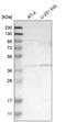 Galactokinase 1 antibody, HPA016960, Atlas Antibodies, Western Blot image 