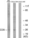 CD9 Molecule antibody, LS-C119436, Lifespan Biosciences, Western Blot image 