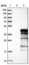 UBX Domain Protein 10 antibody, PA5-55897, Invitrogen Antibodies, Western Blot image 