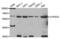 Cytochrome P450 Family 2 Subfamily C Member 9 antibody, LS-C335644, Lifespan Biosciences, Western Blot image 