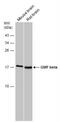 Glia Maturation Factor Beta antibody, NBP2-43647, Novus Biologicals, Western Blot image 