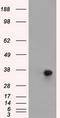 DNA excision repair protein ERCC-1 antibody, LS-C115214, Lifespan Biosciences, Western Blot image 