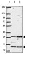 Chromosome 18 Open Reading Frame 21 antibody, PA5-64226, Invitrogen Antibodies, Western Blot image 