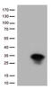 Heat Shock Protein Family B (Small) Member 1 antibody, CF813408, Origene, Western Blot image 