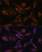 Suppressor of cytokine signaling 2 antibody, 16-842, ProSci, Immunofluorescence image 