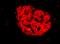 Human Pancreas Marker HPi4 antibody, NBP1-18948, Novus Biologicals, Immunofluorescence image 