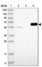 FERM Domain Containing 1 antibody, NBP1-90832, Novus Biologicals, Western Blot image 