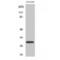 Mitochondrial Ribosomal Protein L9 antibody, LS-C384656, Lifespan Biosciences, Western Blot image 