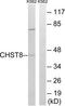 Carbohydrate Sulfotransferase 8 antibody, TA315729, Origene, Western Blot image 