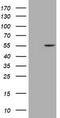 Myosin-binding protein H antibody, CF505653, Origene, Western Blot image 