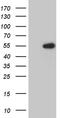 U7 snRNA-associated Sm-like protein LSm11 antibody, CF809991, Origene, Western Blot image 