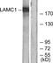 Laminin Subunit Gamma 1 antibody, TA314149, Origene, Western Blot image 