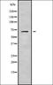 Mitochondrial Ribosomal Protein L2 antibody, orb337900, Biorbyt, Western Blot image 