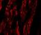 Steroid hormone receptor ERR2 antibody, NBP2-81824, Novus Biologicals, Immunofluorescence image 