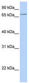 Solute Carrier Family 44 Member 3 antibody, TA333484, Origene, Western Blot image 