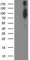 FGFR-2 antibody, TA502919, Origene, Western Blot image 