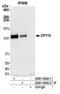 Centrosomal protein CP110 antibody, A301-343A, Bethyl Labs, Immunoprecipitation image 