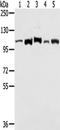 Lon protease homolog, mitochondrial antibody, TA351359, Origene, Western Blot image 