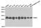 Proteasome Subunit Alpha 6 antibody, TA327325, Origene, Western Blot image 