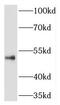 Rab Interacting Lysosomal Protein Like 1 antibody, FNab07299, FineTest, Western Blot image 