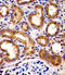 Sphingosine kinase 1 antibody, LS-C100770, Lifespan Biosciences, Immunohistochemistry frozen image 
