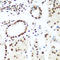 H2A Histone Family Member X antibody, LS-C746951, Lifespan Biosciences, Immunohistochemistry frozen image 
