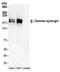 Synergin Gamma antibody, NBP2-36531, Novus Biologicals, Western Blot image 
