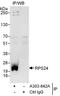 Ribosomal Protein S24 antibody, A303-842A, Bethyl Labs, Immunoprecipitation image 