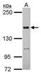 TATA element modulatory factor antibody, PA5-31184, Invitrogen Antibodies, Western Blot image 