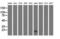 Elf1 antibody, GTX84588, GeneTex, Western Blot image 