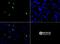 Histone Cluster 2 H3 Family Member D antibody, NB21-1002, Novus Biologicals, Immunocytochemistry image 