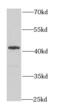 Endoplasmic reticulum-Golgi intermediate compartment protein 2 antibody, FNab02840, FineTest, Western Blot image 