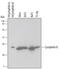 Peptidylprolyl Isomerase B antibody, AF5410, R&D Systems, Western Blot image 
