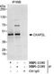 Cytoskeleton-associated protein 2-like antibody, NBP1-21392, Novus Biologicals, Immunoprecipitation image 