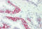 Gap Junction Protein Gamma 1 antibody, MBS248865, MyBioSource, Immunohistochemistry frozen image 