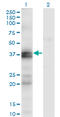 Endothelin Receptor Type A antibody, LS-C197106, Lifespan Biosciences, Western Blot image 