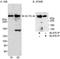 AT-Hook Containing Transcription Factor 1 antibody, NB600-238, Novus Biologicals, Immunohistochemistry frozen image 