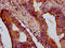 Otopetrin 1 antibody, LS-C680989, Lifespan Biosciences, Immunohistochemistry paraffin image 