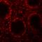 LRR Binding FLII Interacting Protein 1 antibody, A04854-1, Boster Biological Technology, Immunofluorescence image 