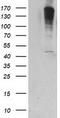 Phosphatidylinositol-5-Phosphate 4-Kinase Type 2 Alpha antibody, LS-C337232, Lifespan Biosciences, Western Blot image 