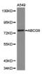 ATP Binding Cassette Subfamily G Member 8 antibody, LS-B12968, Lifespan Biosciences, Western Blot image 