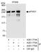 p220 antibody, A301-776A, Bethyl Labs, Immunoprecipitation image 