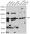 Zona Pellucida Glycoprotein 1 antibody, GTX64642, GeneTex, Western Blot image 