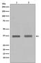 Protein Phosphatase 1 Catalytic Subunit Alpha antibody, M02801, Boster Biological Technology, Western Blot image 