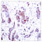 REL Proto-Oncogene, NF-KB Subunit antibody, LS-C118239, Lifespan Biosciences, Immunohistochemistry paraffin image 