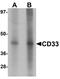 CD33 Molecule antibody, A01508, Boster Biological Technology, Western Blot image 