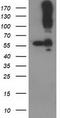 CUB Domain Containing Protein 1 antibody, TA502228S, Origene, Western Blot image 
