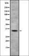 Olfactory Receptor Family 4 Subfamily D Member 5 antibody, orb336437, Biorbyt, Western Blot image 