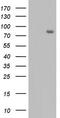 F-box/WD repeat-containing protein 7 antibody, CF803051, Origene, Western Blot image 